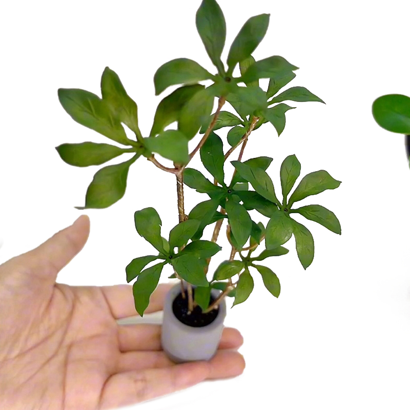 Plantes miniatures en pot pour - Bonsai Garden Ornaments avis et prix