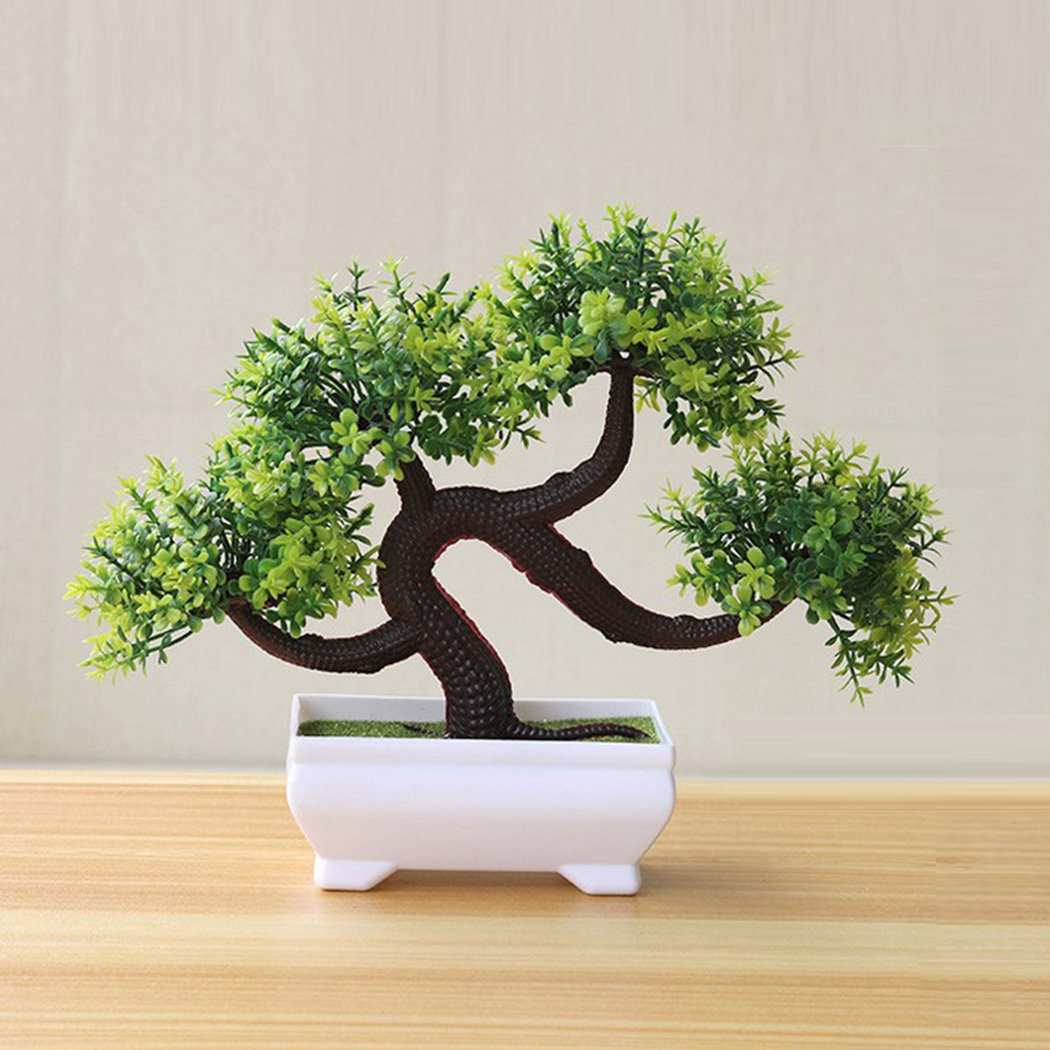 Plante bonsaï décorative d'int - Bonsai Garden Backyard avis et prix
