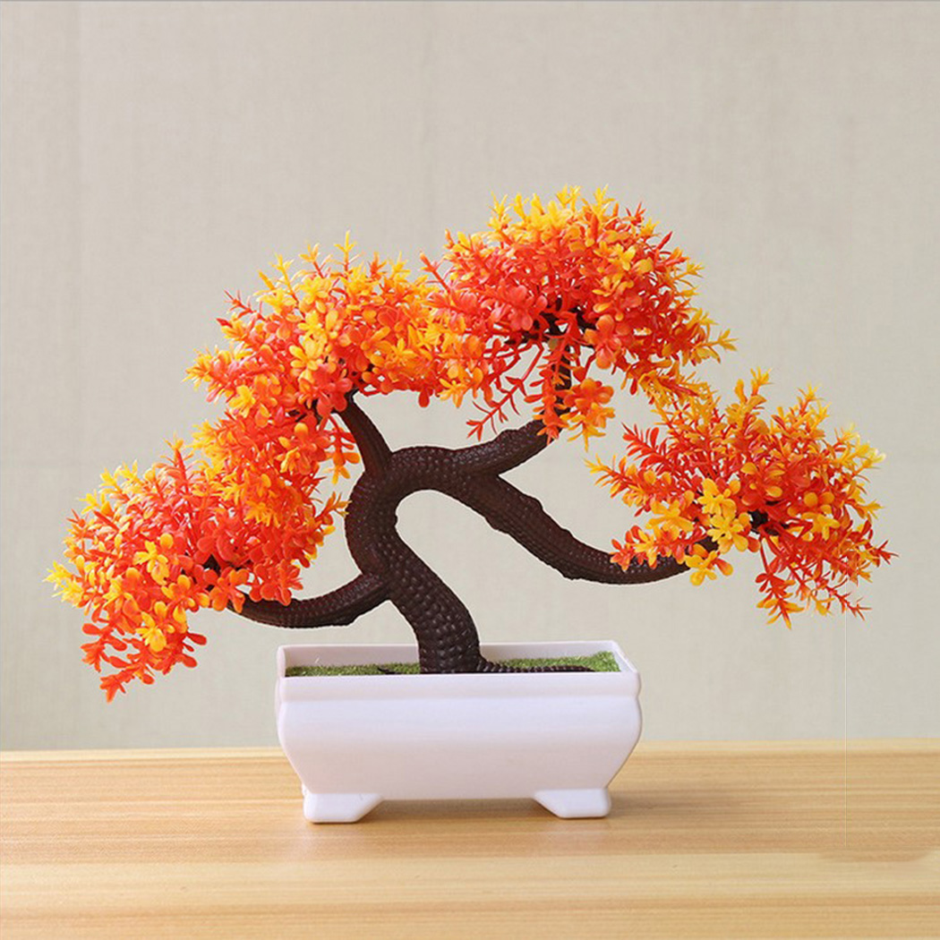 Plante bonsaï décorative d'int - Bonsai Garden Backyard avis et prix
