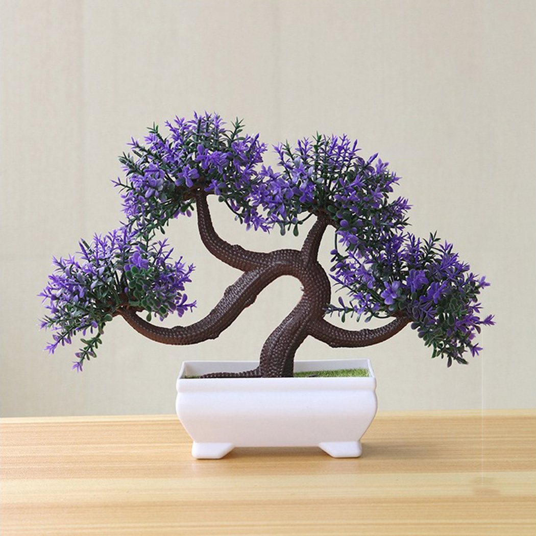 Plante bonsaï décorative d'int - Bonsai Garden Backyard avis et prix
